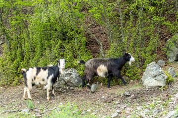 Wild mountain goats on a steep hill