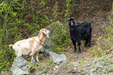 Wild mountain goats on a steep hill