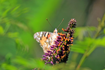 bright butterfly on a summer flower