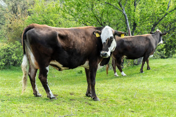 Brown cow - Bulgarian cattle breed