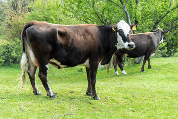 Brown cow - Bulgarian cattle breed