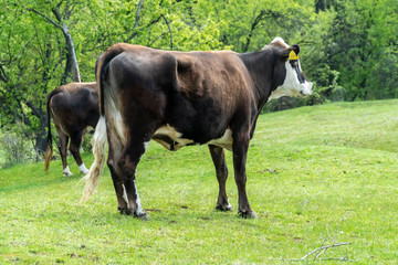 Brown cow - Bulgarian cattle breed