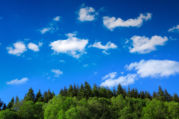 Beautiful summer trees on background high mountains.