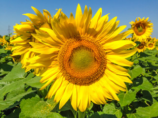 Sunflower  with golden petals. A bee sitting on a flower and collecting nectar. Green leaves as a background.