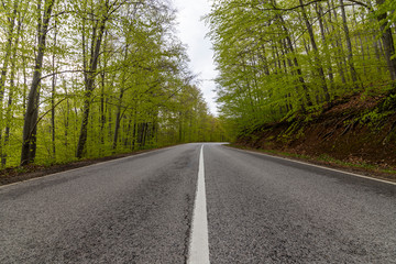 Fototapeta premium Tunel drzew nad drogą w lesie