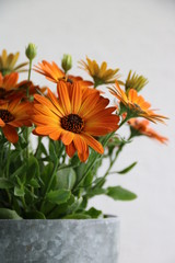 Kapmargerite im Blumentopf vor weißer Wand