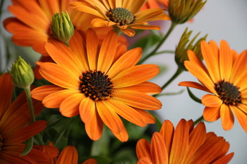 Blüten der Kapmargerite oder des Kapkörbchens