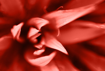 Macro photo of agave leaves colored in color of year 2019 Living Coral