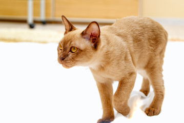 Burmese cat kitty color chocolate, is a breed of domestic cat, originating in Thailand, believed to have its roots near the present Thai-Burma.