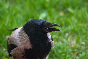 Closeup portrait of Grey crow (Corvus tristis) bird.