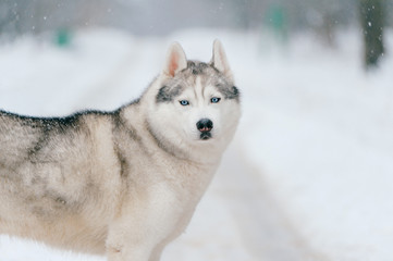 Syberian husky. Beautiful puppy in winter. Fluffy dog outdoor. Friendly pet