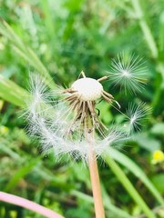 dandelion on green background