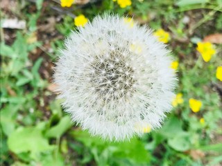 Dandelion on the grass