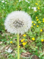dandelion in the grass