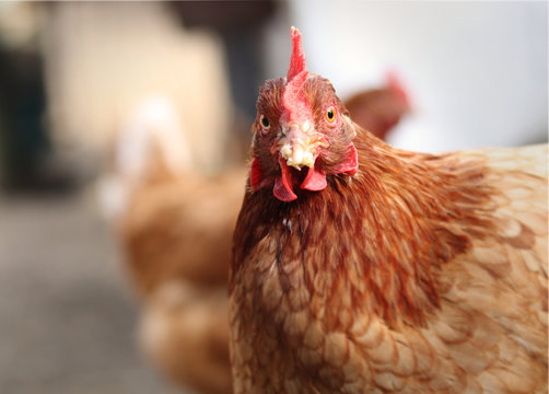 Hey, What Is Your Problem? Funny Expression Of Domestic Hen On The Garden. Interrogative Face Of Farm Animal. Brown Furt With Red Tuft And Crop. Uncut Beast In Real Time.