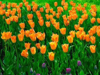 blooming tulips in the Park