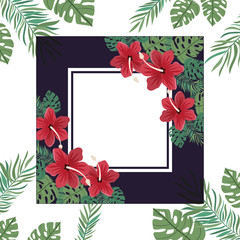 frame with flower and leaves of summer