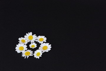 Bright field daisies on black background. Symbolic concept — beauty, mood, summer, joy, life, love. Congratulatory background to birthday, Mother's Day. Minimal style.