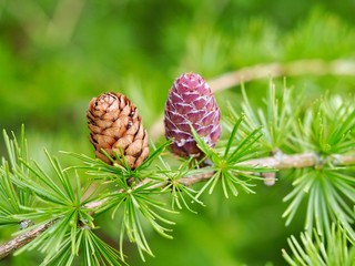 pine cone on a branch