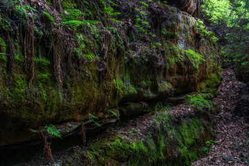 sandstone wall in saxon switzerland, germany