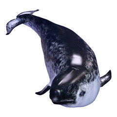 3D Rendering Female Narwhal on White © photosvac