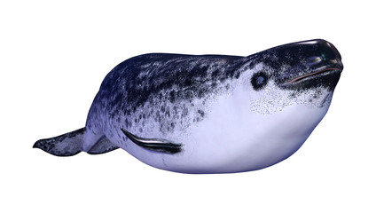 3D Rendering Female Narwhal on White © photosvac
