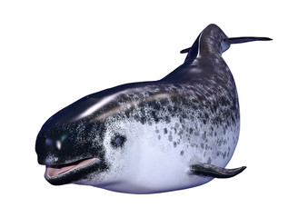 3D Rendering Female Narwhal on White © photosvac
