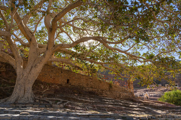 The big tree outside Abreha and Atsbeha Church in Tigray, Ethiopia.