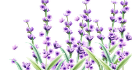 Naklejka na ściany i meble Lavender Vector watercolor card backgrounds. Summer floral bouquets