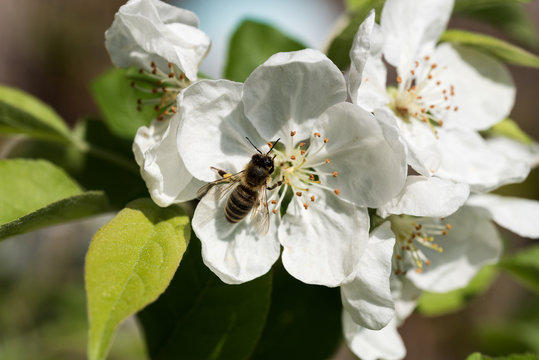 Bienen