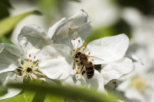 Bienen