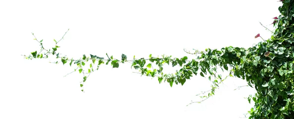 Fototapeten ivy plant isolate on white background © lovelyday12