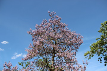 Summertime And Blooming Blue Wild Flowers With Cloudy Blue Sky And Warm Sunlight In Europe