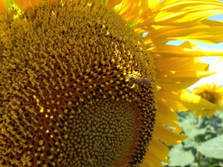 Sunflower  with golden petals. A bee sitting on a flower and collecting nectar. Green leaves as a background.