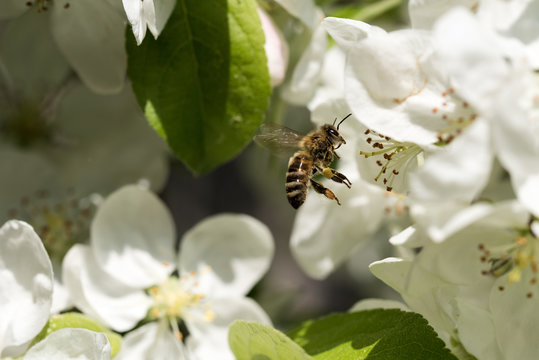 Bienen