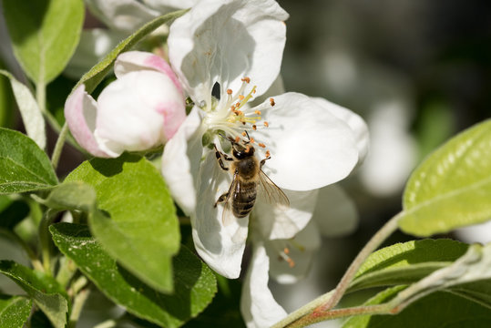Bienen