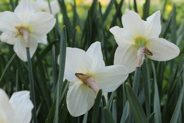 Fototapeta na wymiar Narcissus in the garden