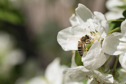 Bienen