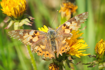 Butterfly burdock on a yellow dandelion flower