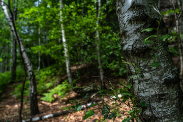 Obraz premium birch trees on trail in saxon switzerland, germany