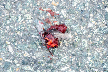 bird's heart after a road accident