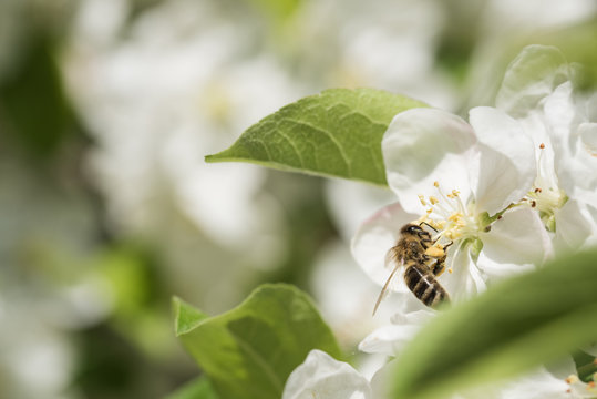 Bienen