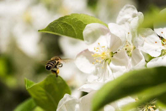 Bienen