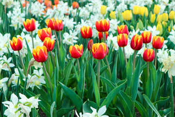 field of colorful yellow and red tulips surrounded by white narcissus