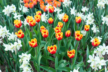 field of colorful yellow and red tulips surrounded by white narcissus