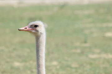 Head ostrich on a background of meadows in a Safari Park in France.