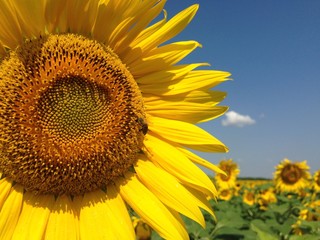 Sunflower  with golden petals. A bee sitting on a flower and collecting nectar. Green leaves as a background.