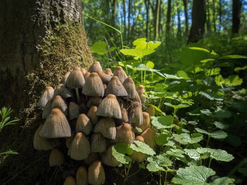 Shiny cap (Coprinellus micaceus)