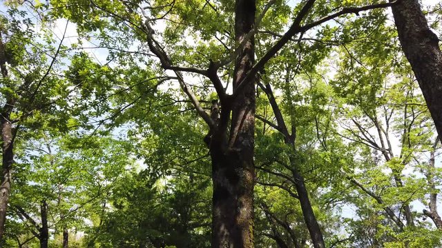 Forest trees  / Nakatsugawa Gifu Japan /  hiking image