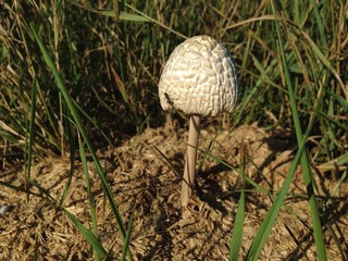 mushroom growing in the grass.